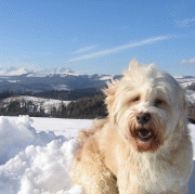 argi4.gif(21 kb)